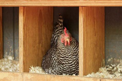 wooden nest box for hens